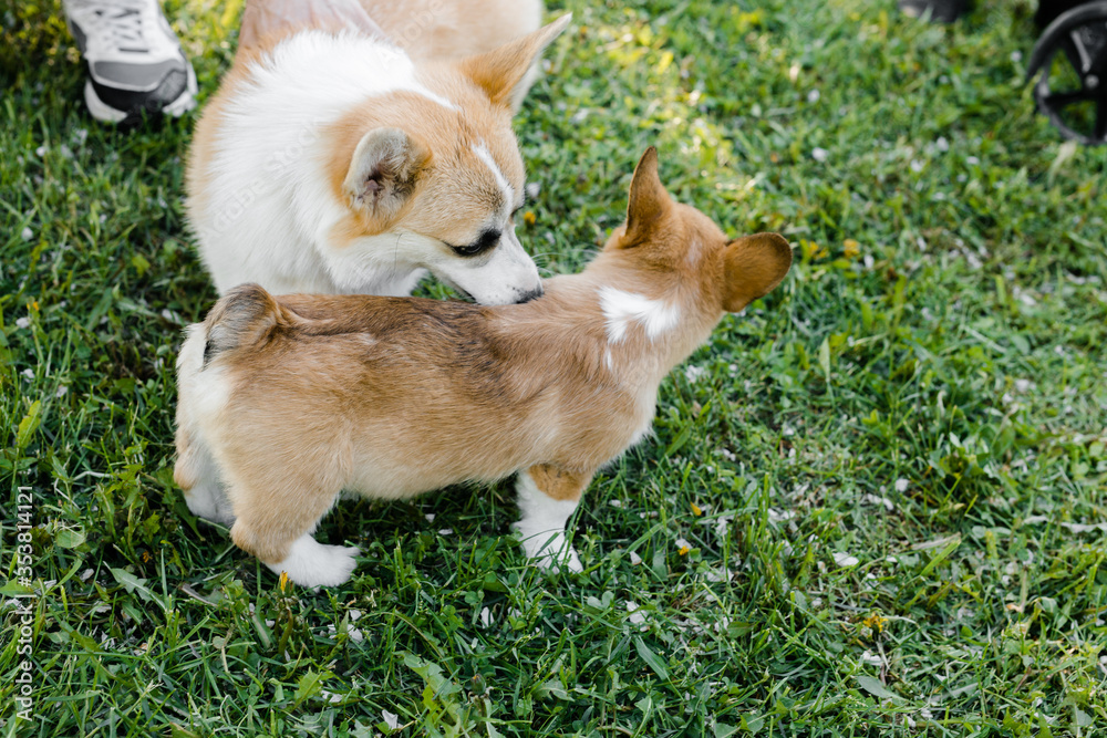 puppies and adult Corgi dogs on the green in the sunset play puppies and adult Corgi dogs on the green in the sunset play