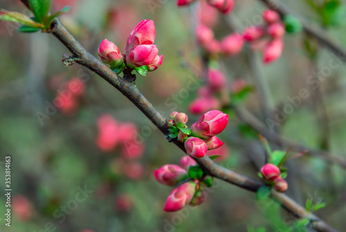 Beautiful spring background – branches with buds and red flowers of Chaenomeles japonica shrub, also known as Maule's quince.