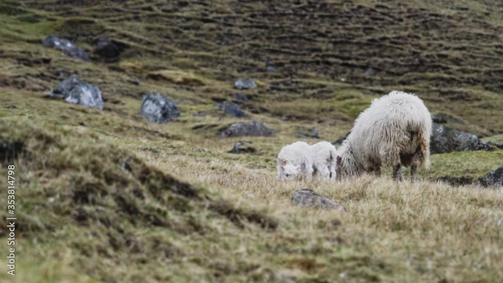 Lambs Running To Sheep On Faroe Island Lambs Running To Sheep On Faroe Island