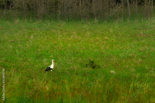 Bocian biały (Ciconia ciconia). White stork.  © Pamela