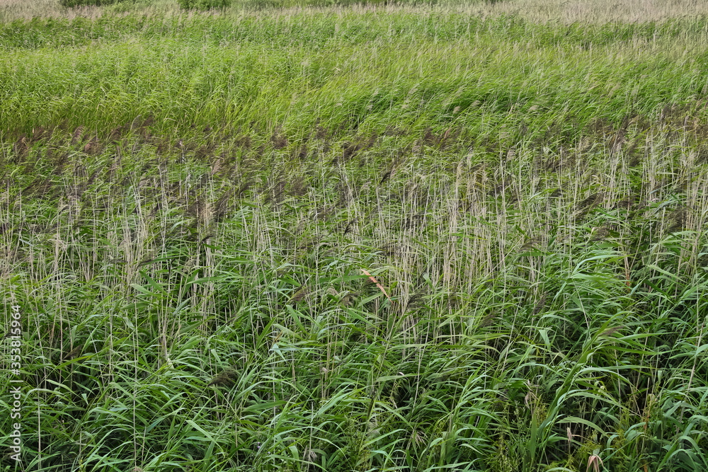 Large field of reeds. Green sea of reeds. Background for the screen saver. The wind ripples through the green grass Large field of reeds. Green sea of reeds. Background for the screen saver. The wind ripples through the green grass