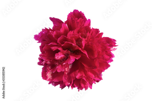 Red peony flower isolated on white background