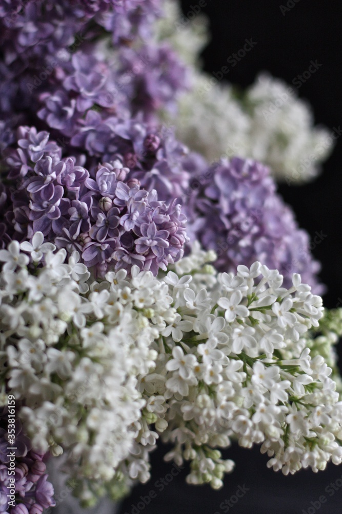 Obraz premium Lilac has a special smell of multi-colored spring taste. This is a sky with a natural scale, treats with lilac mousse.