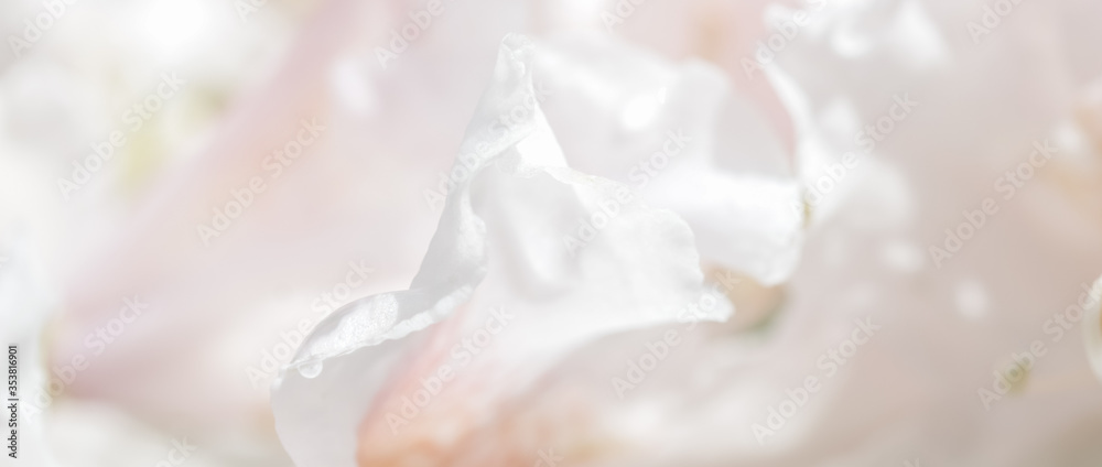 Soft focus, abstract floral background, white Rhododendron flower petals. Macro flowers backdrop for holiday brand design Soft focus, abstract floral background, white Rhododendron flower petals. Macro flowers backdrop for holiday brand design