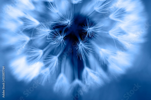 Fototapeta Naklejka Na Ścianę i Meble -  Close up of fluffy dandelion flower on bright blue background.