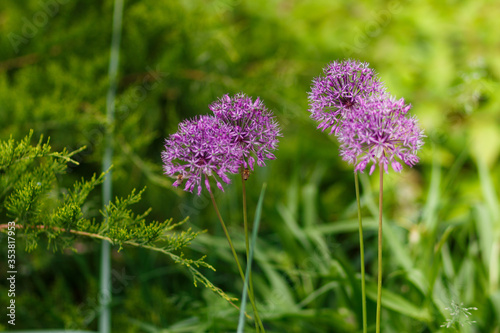 purple allium  flowers in the grass