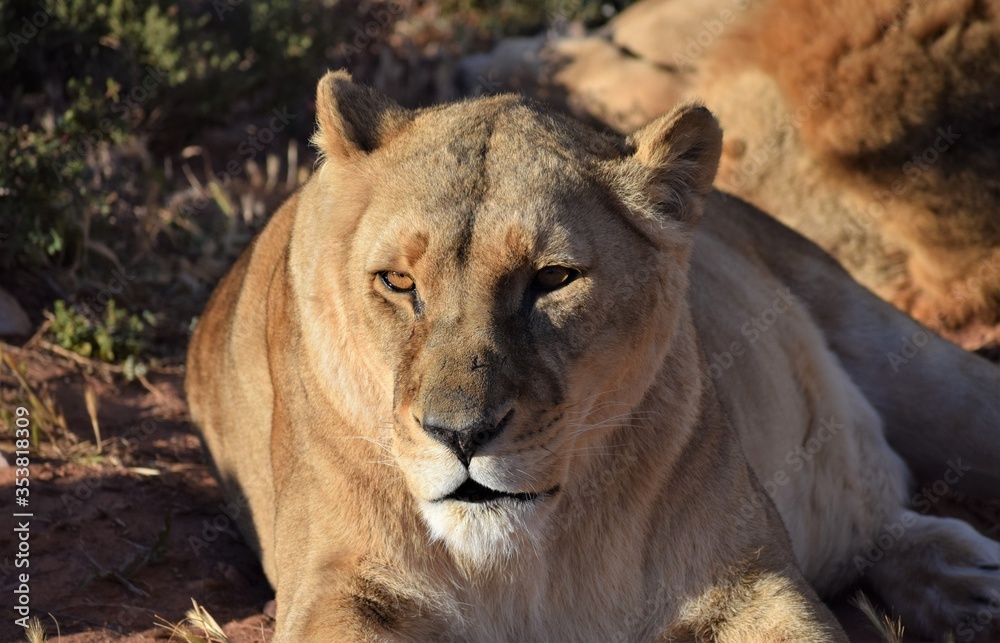 Feale lioness in safari bush Feale lioness in safari bush