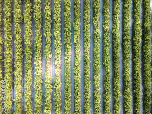 Aerial drone top view of rows of the green tree plantation. Cultivated field landscape