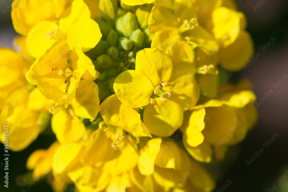 4月(春に咲く菜の花) 4月(春に咲く菜の花)