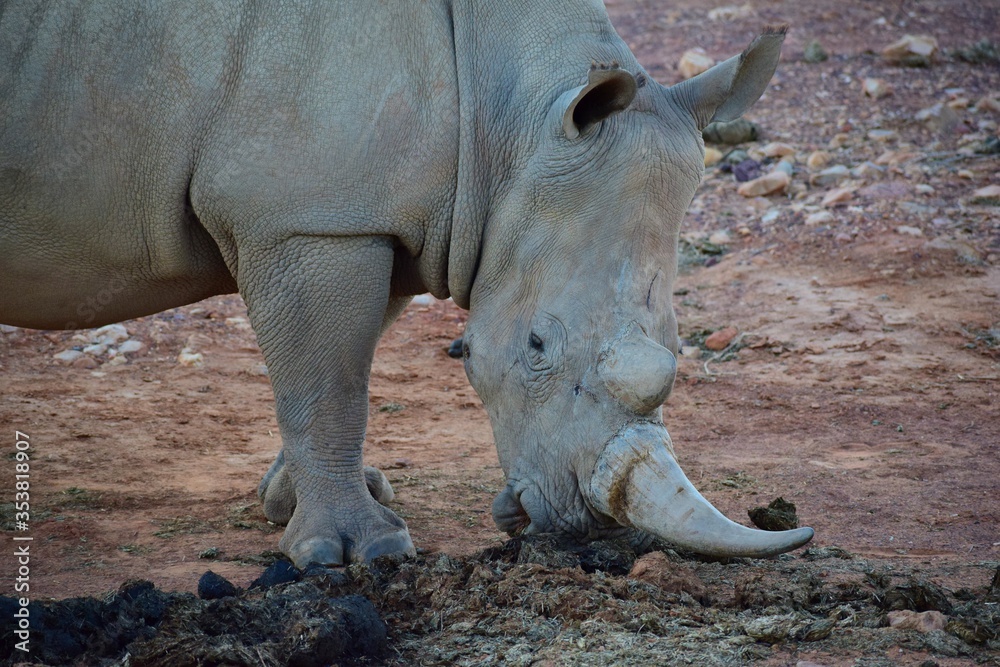 Fototapeta premium White rhino in safari bush