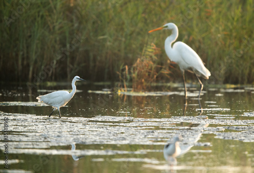 The Great Egret and the little egret in one frame