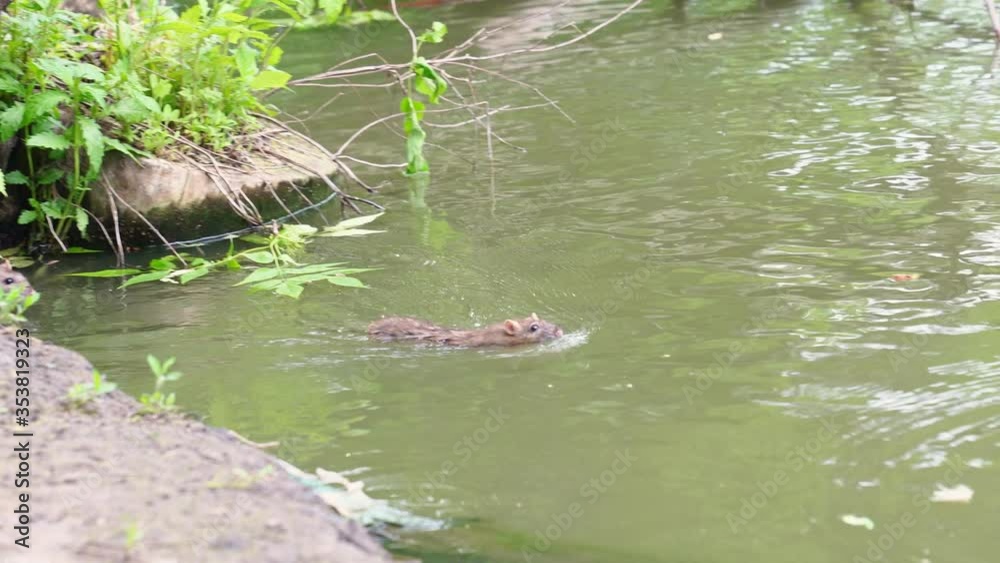 water vole swims along river and comes to shore. neighborhood of animals. water vole swims along river and comes to shore. neighborhood of animals.
