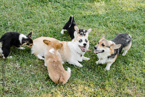 puppies and adult Corgi dogs on the green in a Sunny sunset