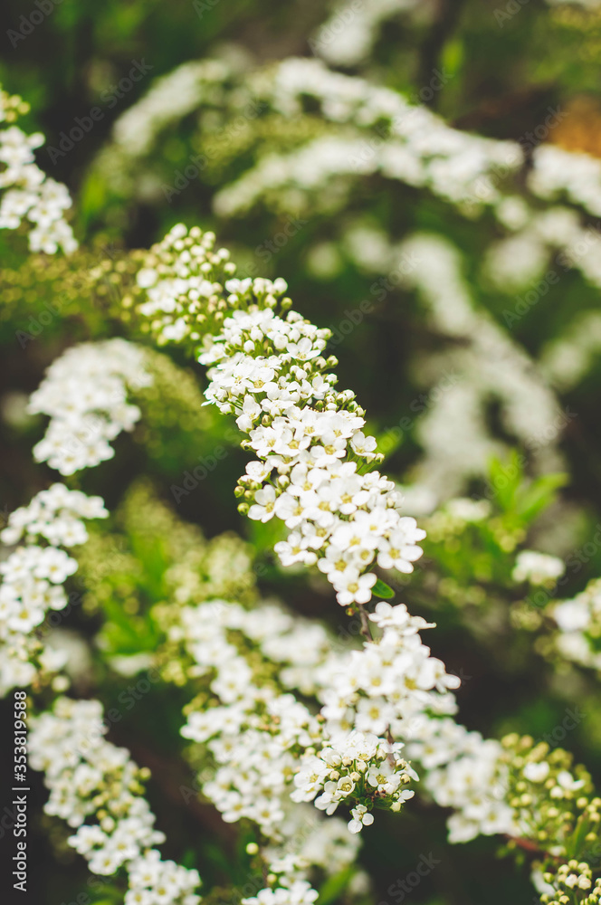 A colorful photograph of white flowers with lush dark green greens on a blurry background. A colorful photograph of white flowers with lush dark green greens on a blurry background.