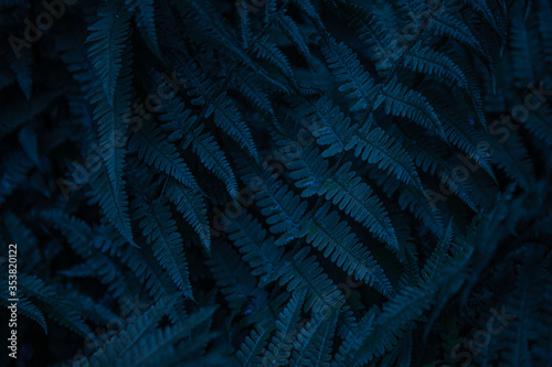 Blue leafy background. Fern. Abstraction, texture and pattern. Natural ornament. Deep dark blue.