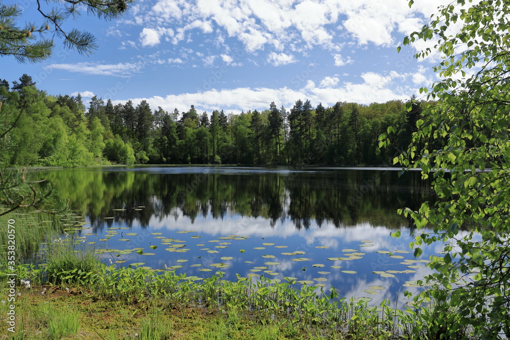 Obraz premium Spring forest in full bloom against the backdrop of the lake in Poland
