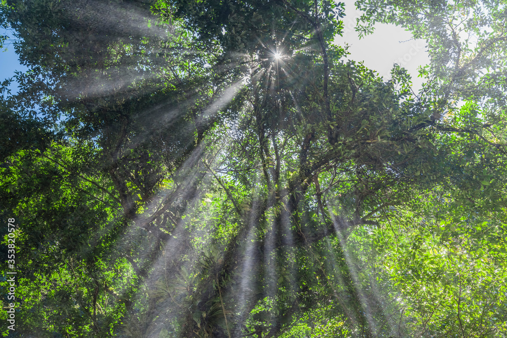 Fototapeta premium The sun shines through the foliage
