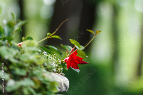 stone vase with red flowers in a garden