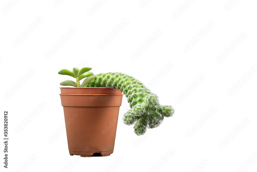 Two Cactuses are in a pot together. There is has a copyspace in the right.Isolated on white background. Two Cactuses are in a pot together. There is has a copyspace in the right.Isolated on white background.