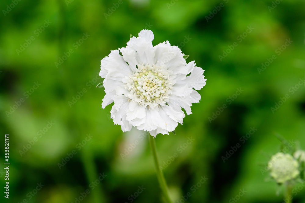 Close up of one small and delicate white flower of Tatarian cephalaria (Cephalaria Gigantea) plant in full bloom in a summer garden, in direct sunlight, with blurred green leaves in the background
Close up of one small and delicate white flower of Tatarian cephalaria (Cephalaria Gigantea) plant in full bloom in a summer garden, in direct sunlight, with blurred green leaves in the background