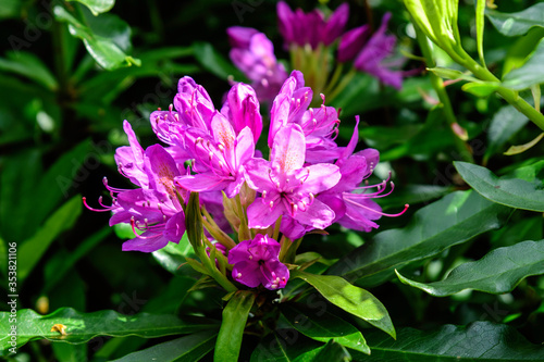 Bush of delicate pink magenta flowers of azalea or Rhododendron plant in a sunny spring Japanese garden, beautiful outdoor floral background 