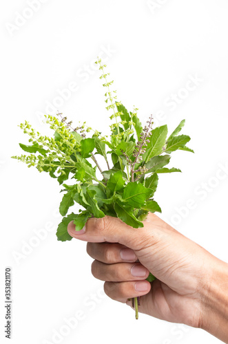 Closeup green fresh basil leaves (Ocimum basilicum) and flower isolated on white background. Herbal medicine plant concept.Top view. Flat lay. 