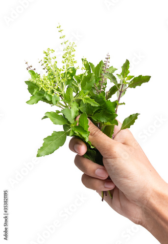Closeup green fresh basil leaves (Ocimum basilicum) and flower isolated on white background. Herbal medicine plant concept.Top view. Flat lay. 