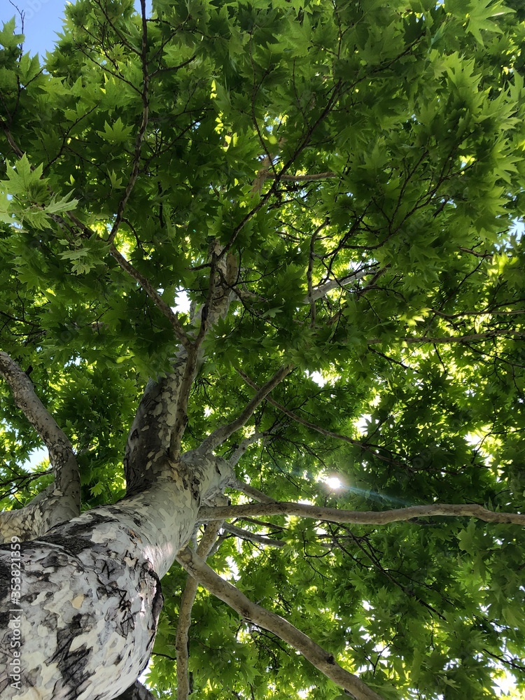 Fototapeta premium trees in the forest