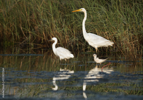 The Great as well as little egret at Asker Marsh, Bahrain © Dr Ajay Kumar Singh