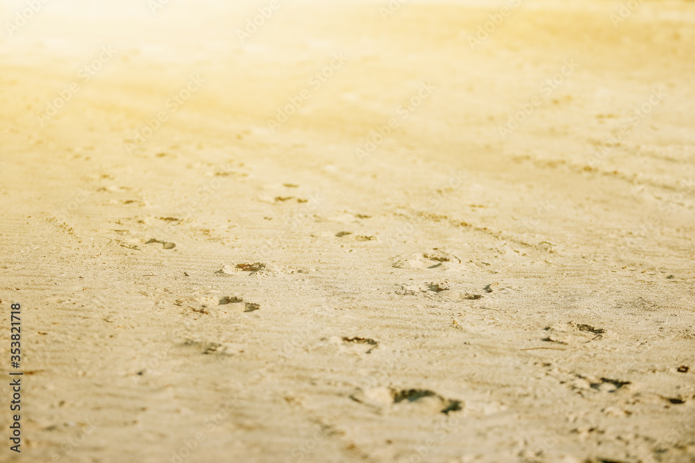 Footprints in the desert sand. Footprints in the desert sand.