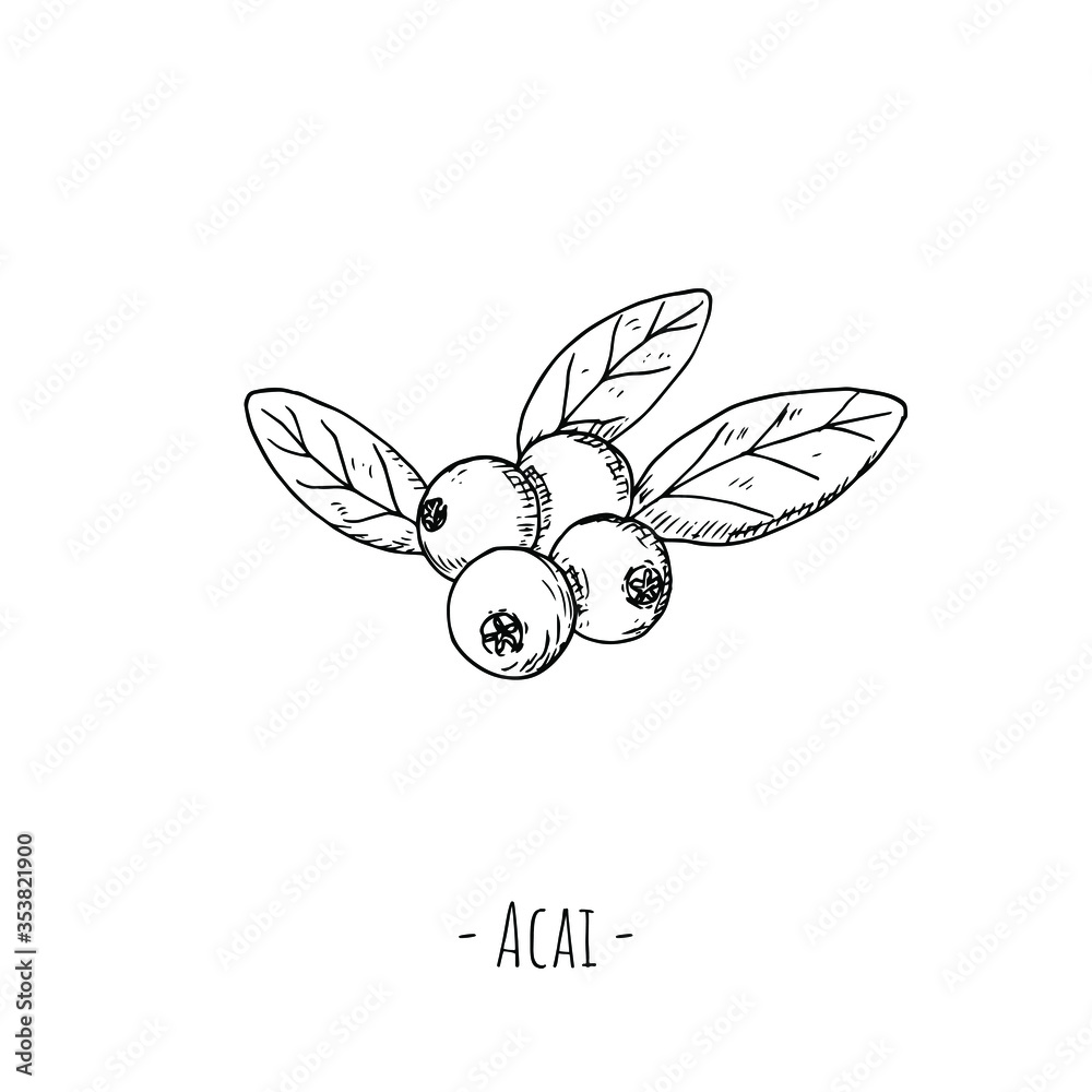 Acai berries. Isolated objects on white. Vector cartoon illustration. Hand-drawn style. Acai berries. Isolated objects on white. Vector cartoon illustration. Hand-drawn style.