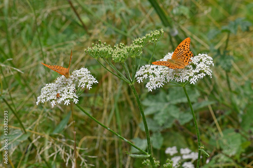 Kaisermantel (Argynnis paphia) sitzten auf einem Wiesen-Bärenklau (Heracleum sphondylium) / Silver-washed fritillary on a common hogweed photo