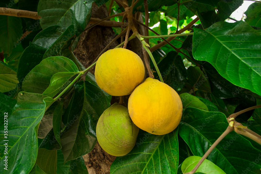 Santol fruits hang on a tre, sour and sweet.