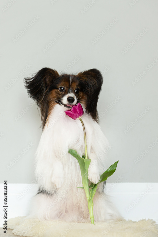 Cute little papillon dog with a tulip. Funny Toy continental spaniel dog is sitting.