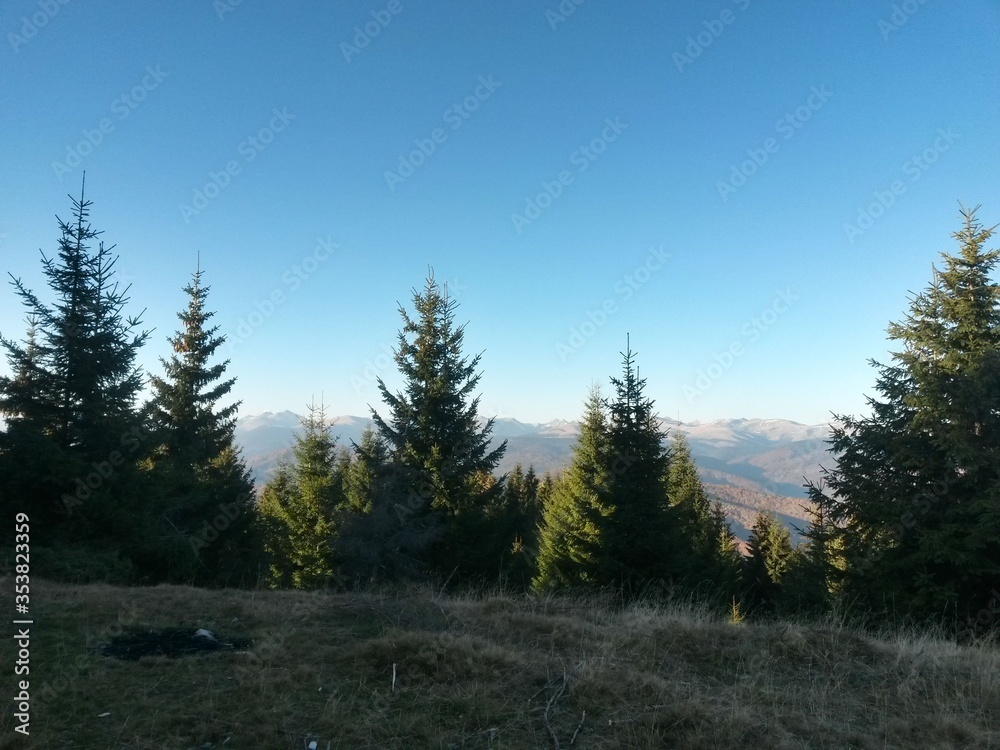 fall season at the mountain. fir trees and colorfully forest