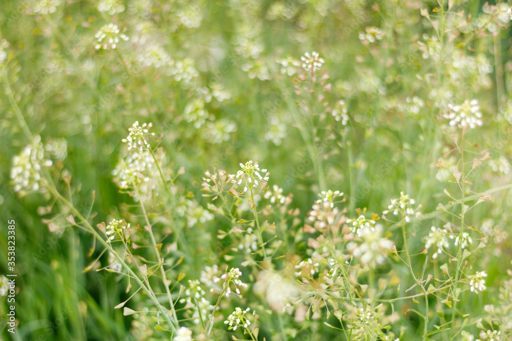 Capsella bursa-pastoris also known as shepherd`s purse plant green spring background Capsella bursa-pastoris also known as shepherd`s purse plant green spring background