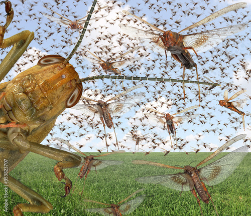 Migratory locust swarm. Locusta migratoria. Acrididae. Oedipodinae. Agriculture and pest control 