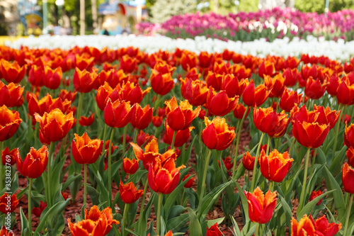 A flowerbed in the park full of red and white tulips