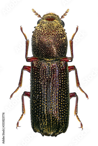 Oriental wood borer, lesser auger beetle (Australia) or oriental bostrichid, Heterobostrychus aequalis (Coleoptera: Bostrichidae). Male. Isolated on a white background  photo