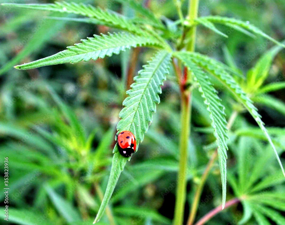 Obraz premium ladybird on a leaf