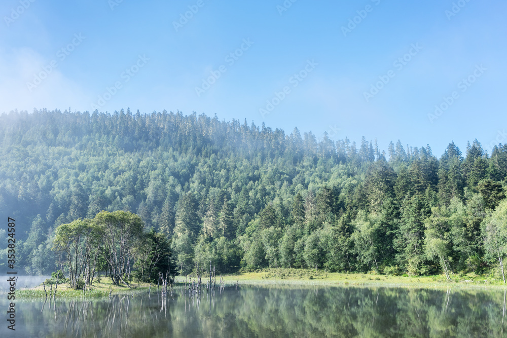 fresh forest and lake