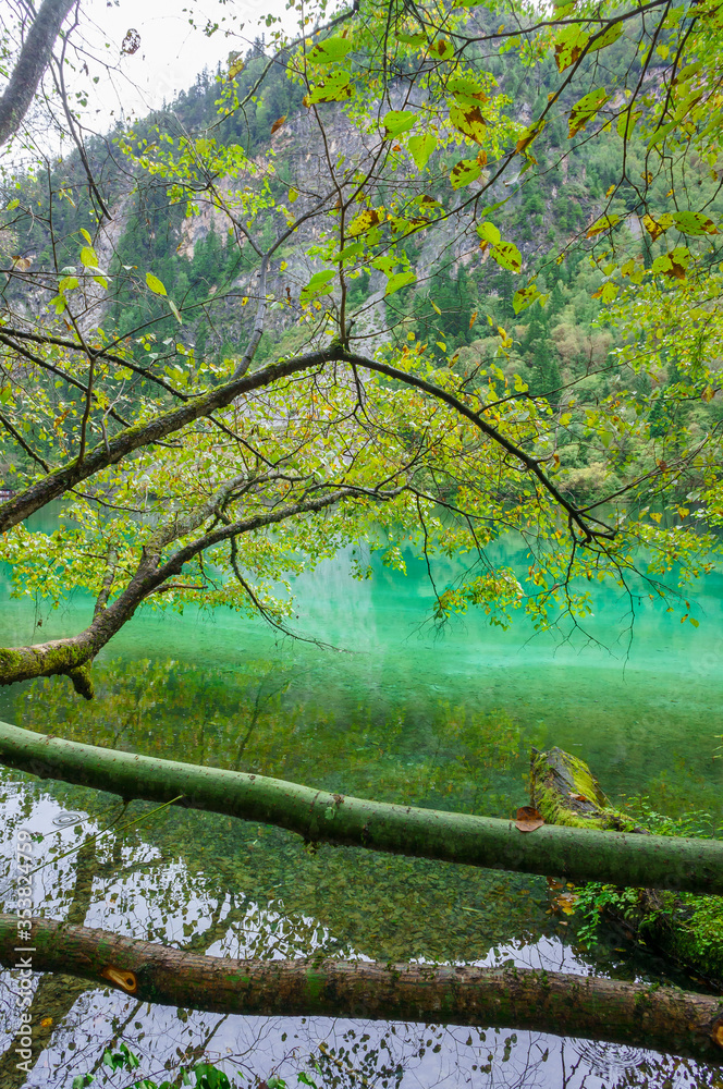 Fototapeta premium Beautiful and fresh scenery along the crystal clear lake with green algae, reflection and trees perfect for mind relaxing during holidays at Jiuzhaigou Valley National Park.