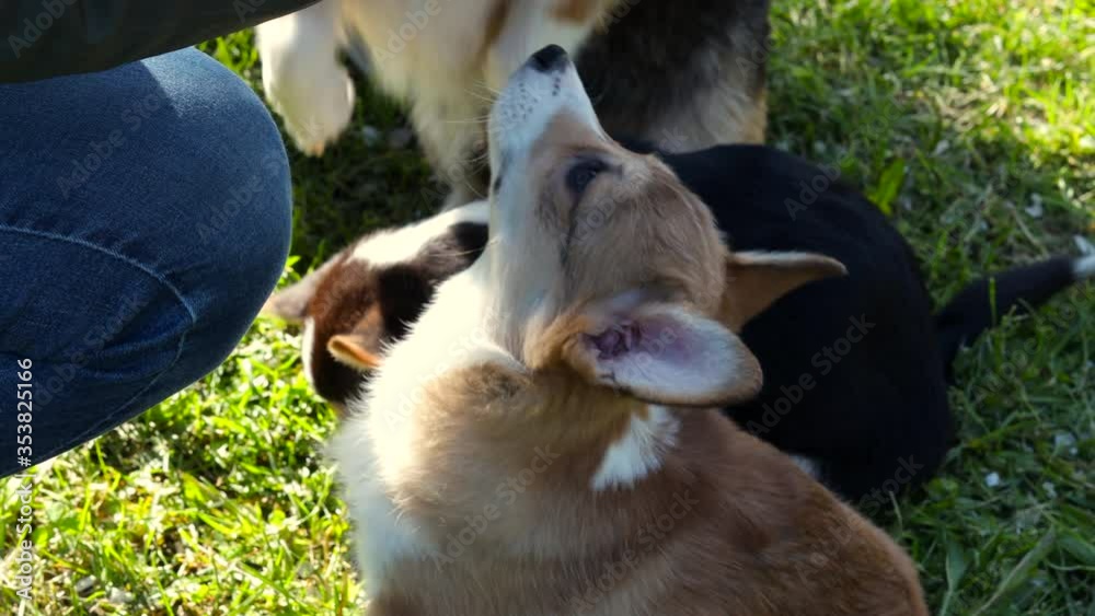 breed of Corgi on a walk at sunset eatingcorgi breed of Corgi on a walk at sunset eatingcorgi
