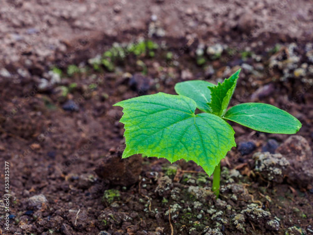 Flat lay. The first green leaves of a cucumber sprout in moist soil. Cultivation of organic vegetables in the home garden. Copy space. Flat lay. The first green leaves of a cucumber sprout in moist soil. Cultivation of organic vegetables in the home garden. Copy space.
