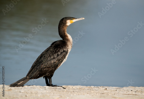 Great Cormorant at Buhair lake, Bahrain
