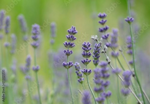 Fresh lavender purple field in nature background