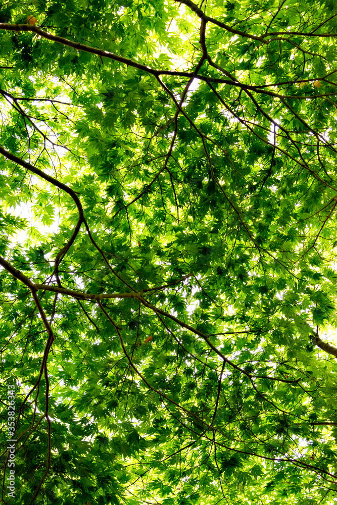 Obraz premium Green maple leaves, not yet turned red, in Japan in early summer