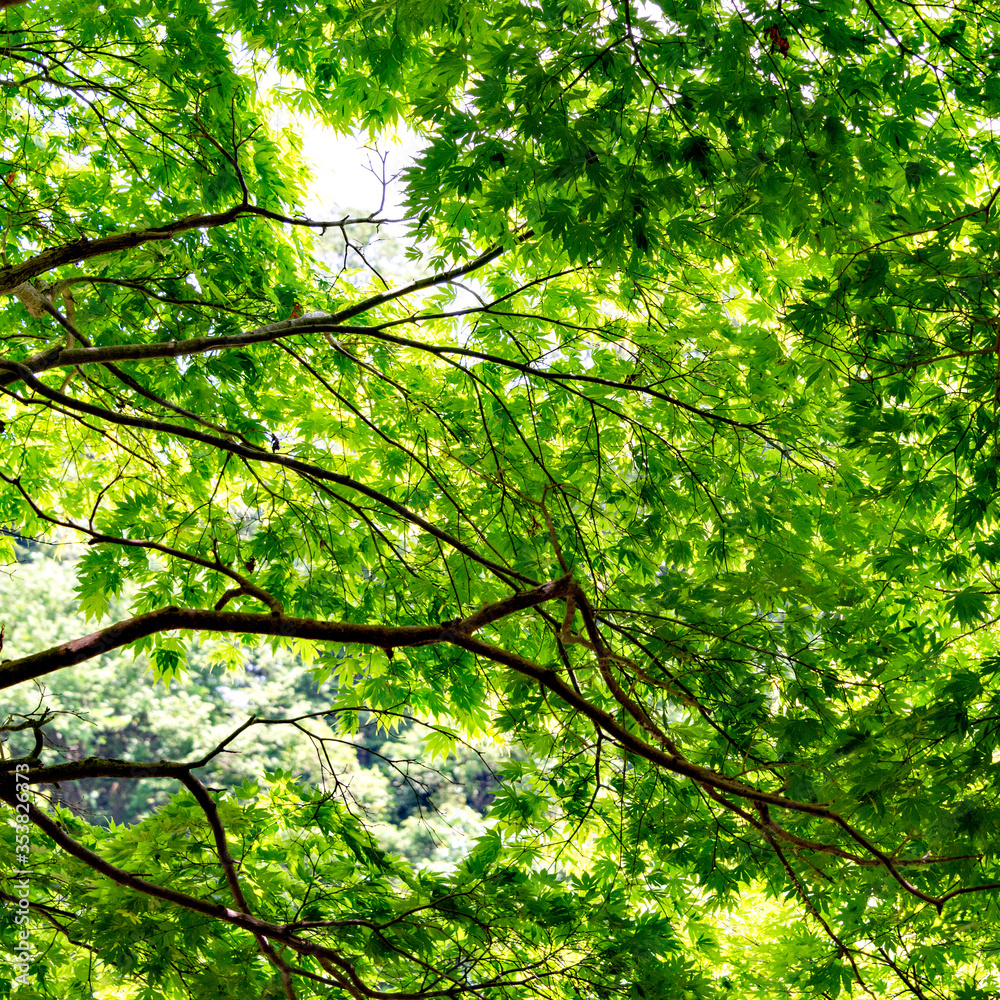Fototapeta premium Green maple leaves, not yet turned red, in Japan in early summer