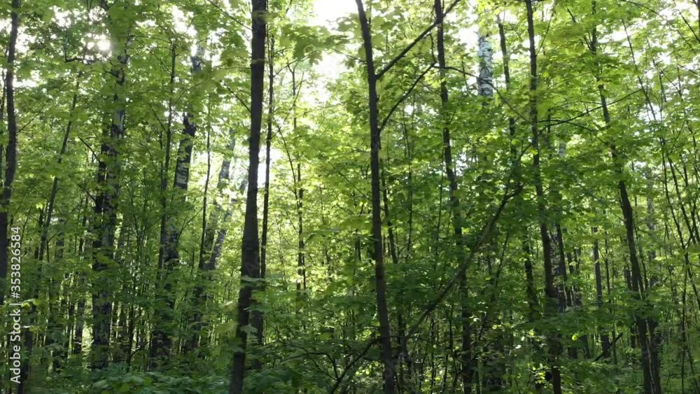 In a green forest among green trees In a green forest among green trees