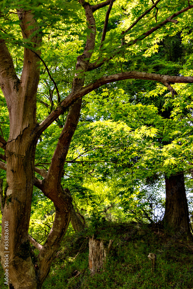 Green maple leaves, not yet turned red, in Japan in early summer Green maple leaves, not yet turned red, in Japan in early summer